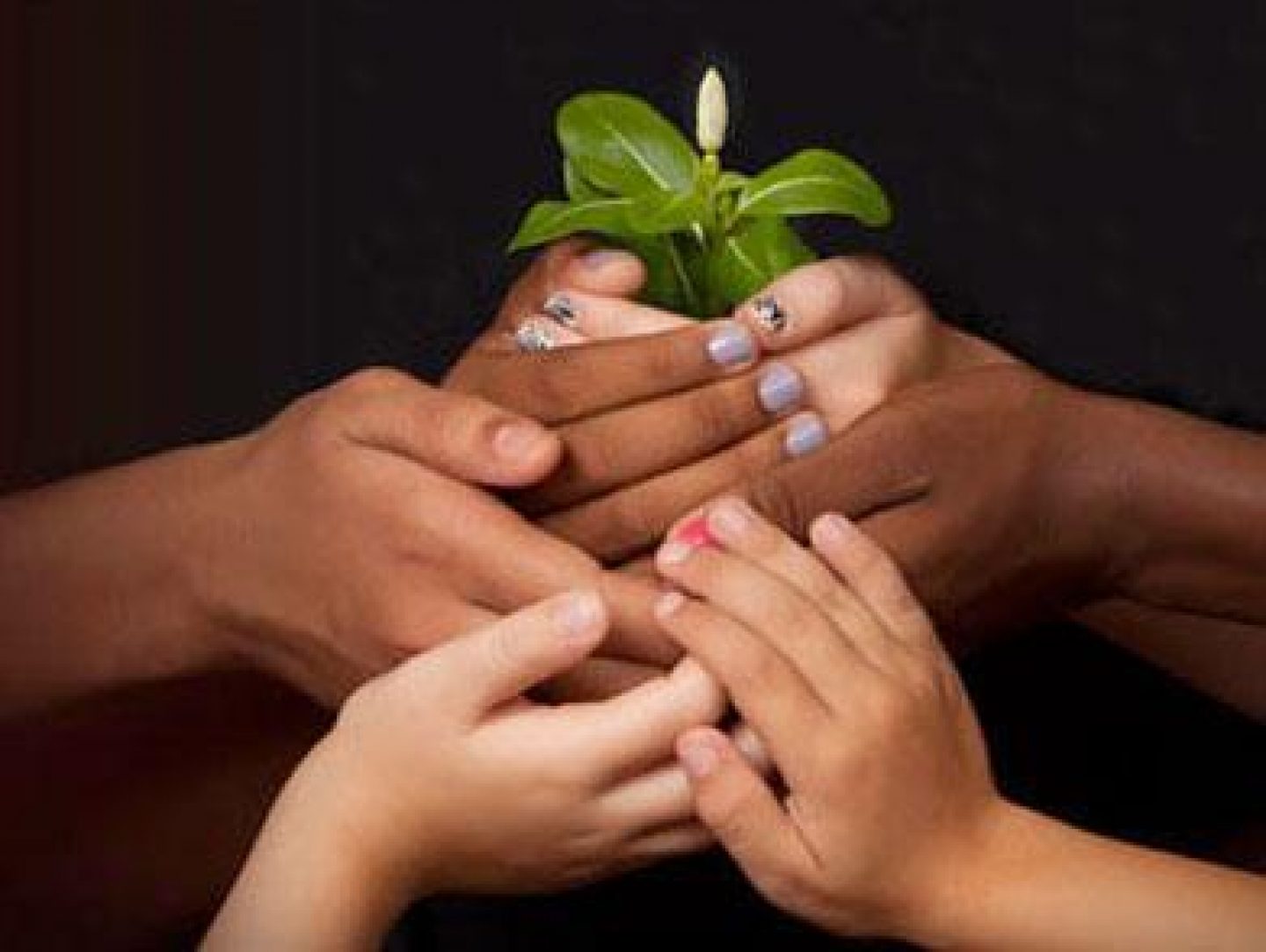 Hands coming together around a growing plant