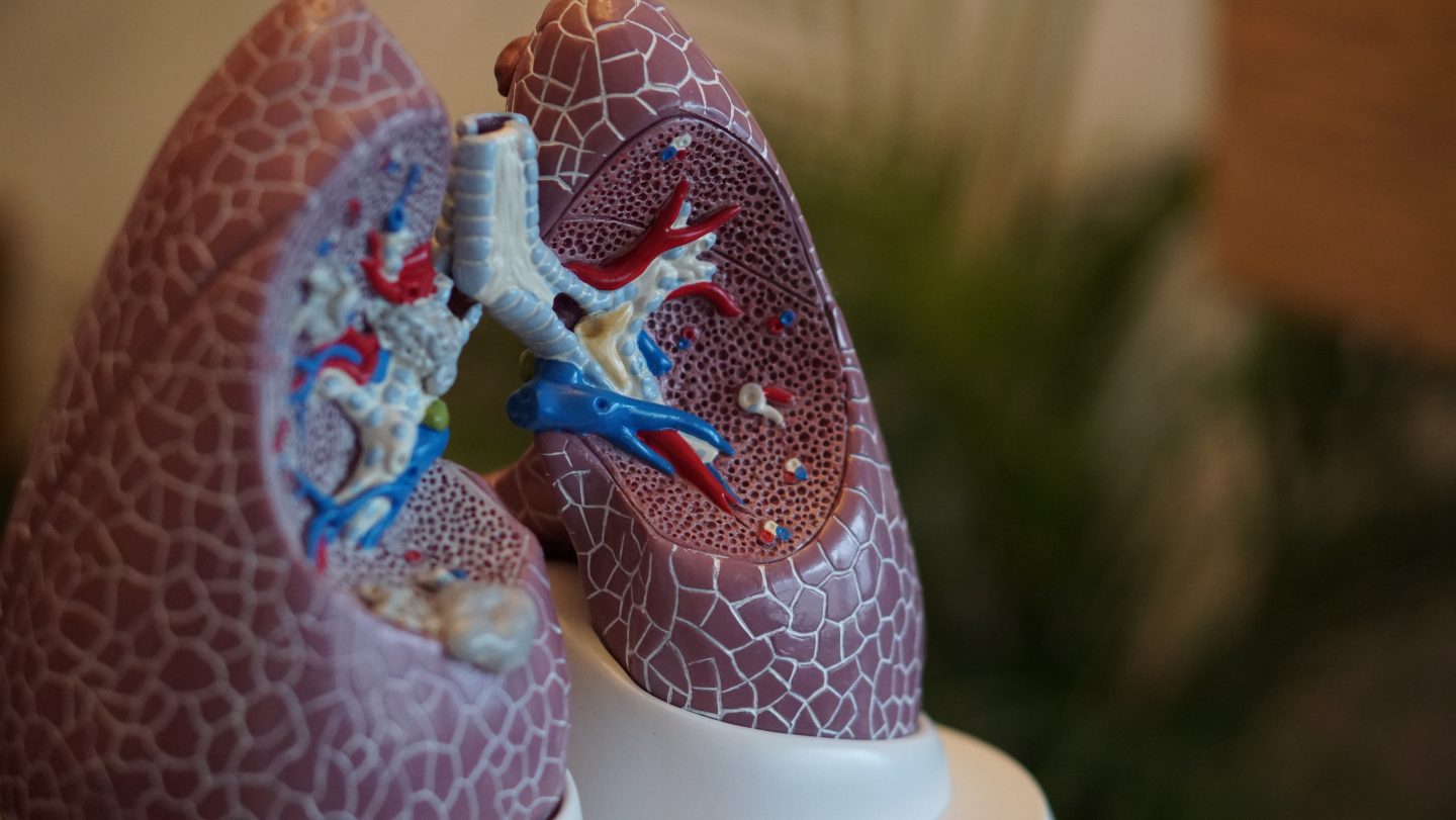 model of respiratory system